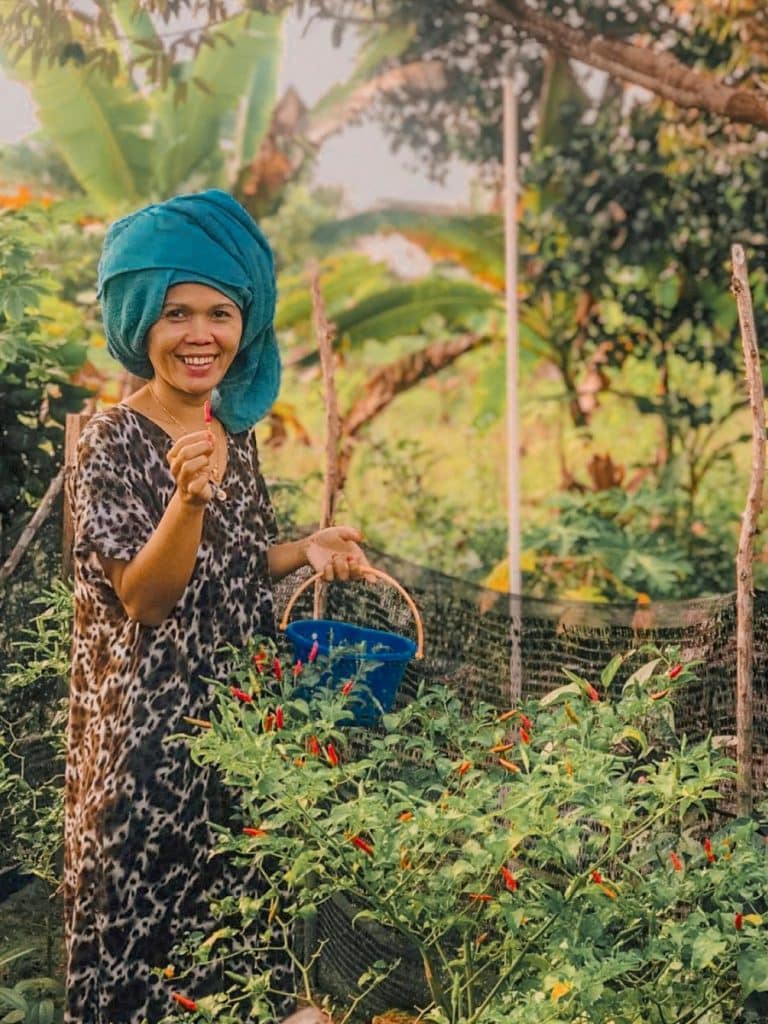 Ibu Hartini harvests the chili grown in her SWG. She no longer has to buy chili, Indonesia’s 2nd most important crop (after rice), saving 10% on household expenses