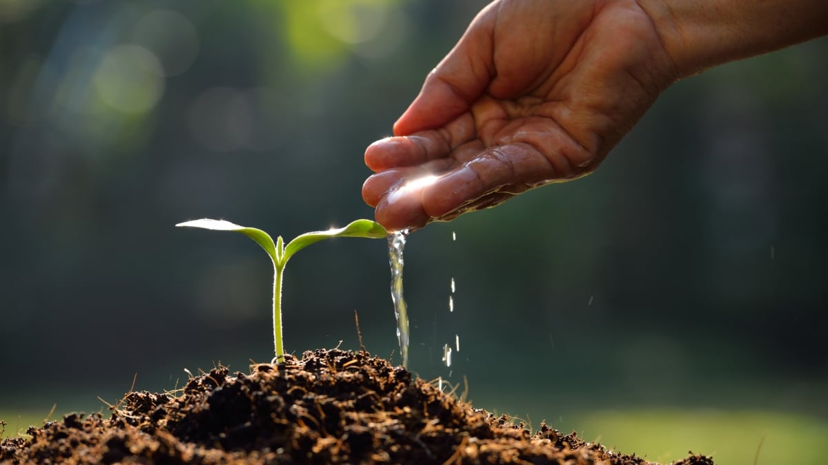 A hand is watering a young plant in a tropical area