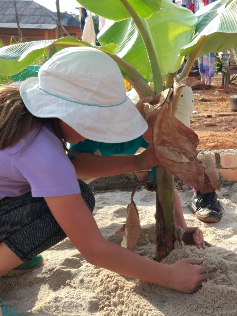 Planting herbs and palm trees on a Safe Water Garden leach field